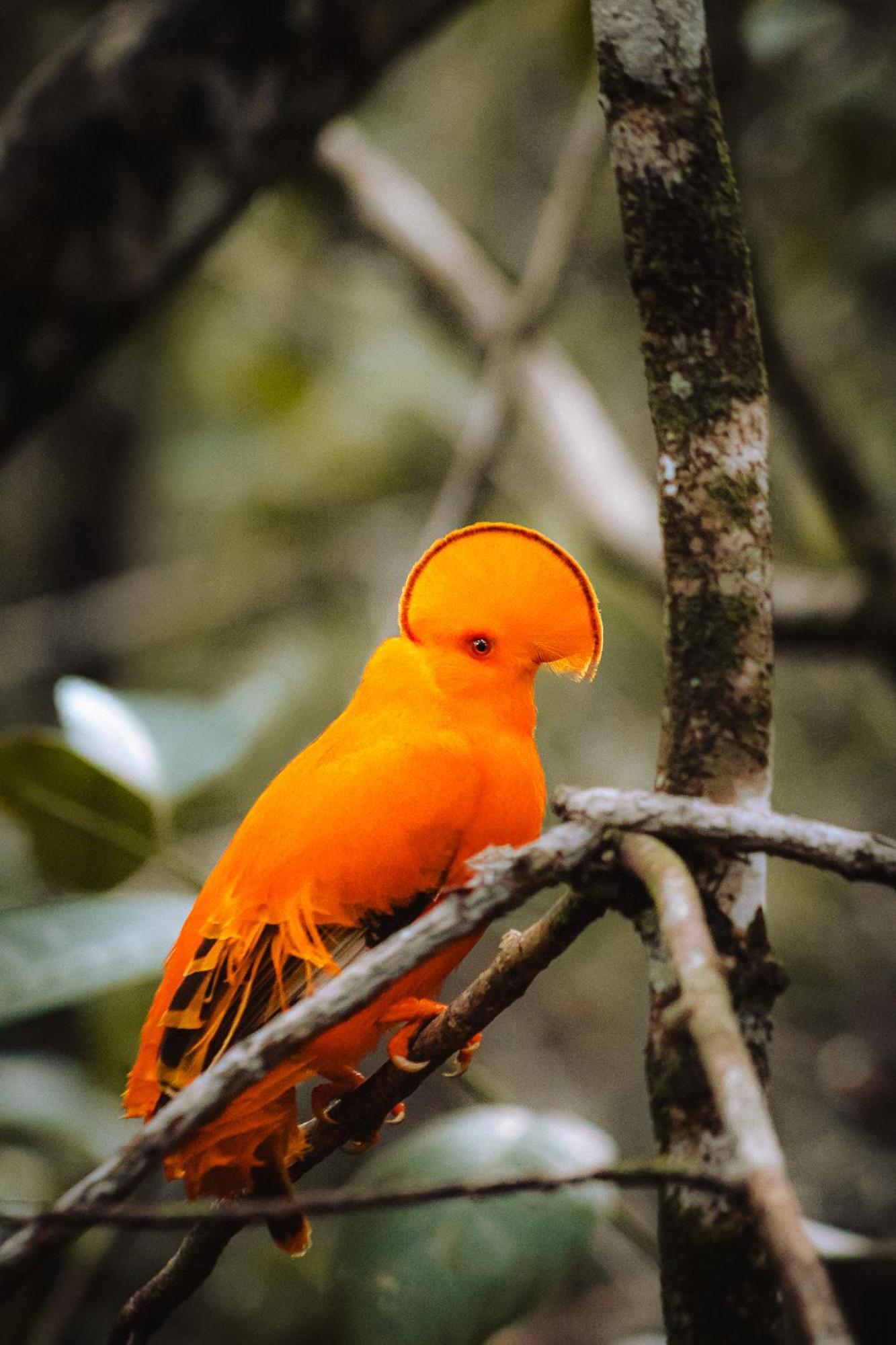 Refugio Mari Mari Lodge Presidente Figueiredo Exteriér fotografie