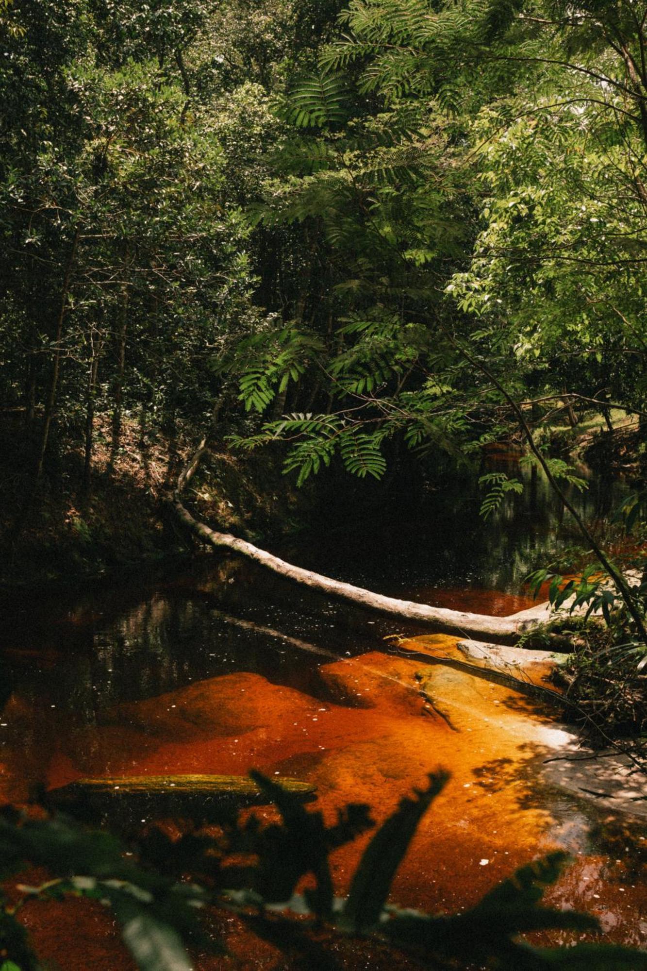 Refugio Mari Mari Lodge Presidente Figueiredo Exteriér fotografie